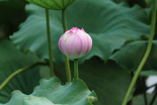荷花 （35）