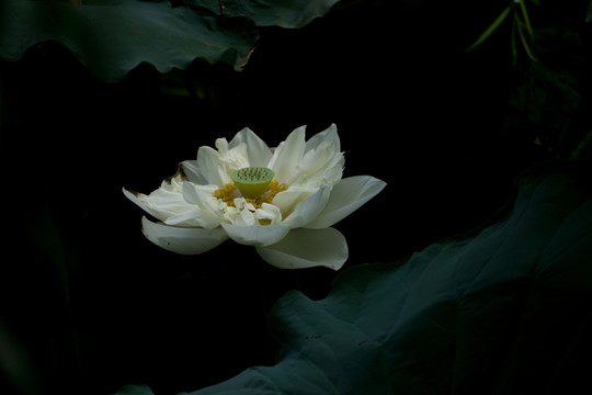 荷花 （40）