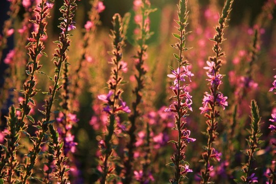 花草