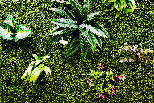 綠植墻
