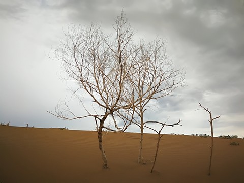 中國第七大沙漠庫布其沙漠