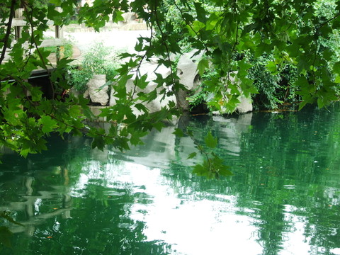 水畔绿叶