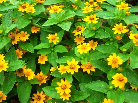 小黃花