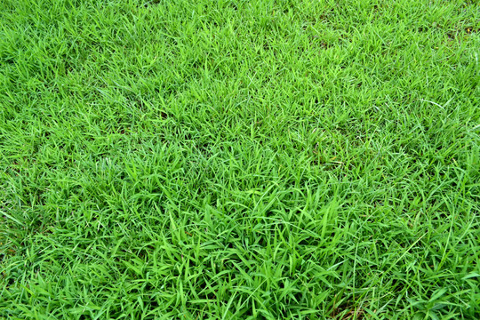 草坪 草地 綠草地