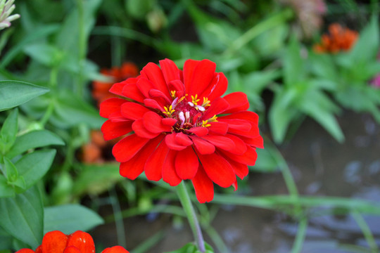 千日菊