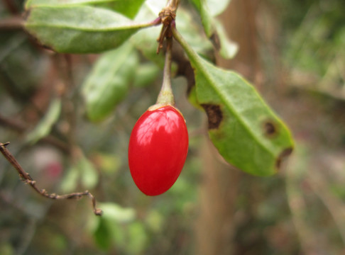 野生紅色枸杞
