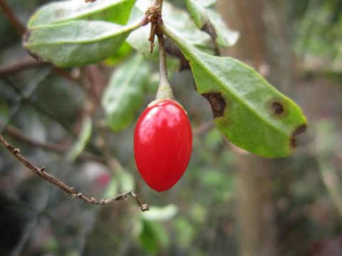 枸杞 紅色果實