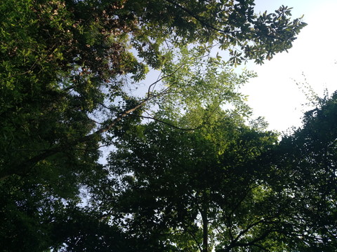 樹林圖片