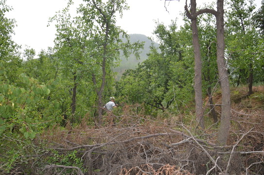 高山樹(shù)木
