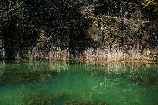 公園 湖水 山水 水草