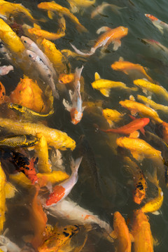 錦鯉魚