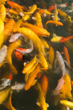 錦鯉