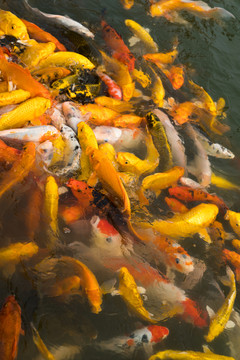 錦鯉魚