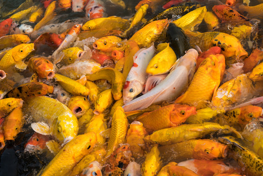 觀賞魚(yú)