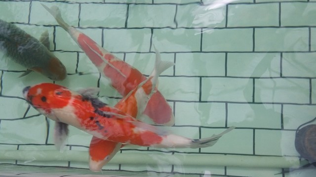 錦鯉