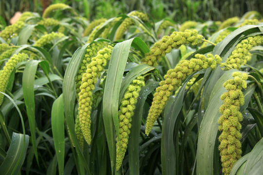 綠色無公害小米