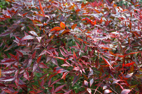 杭州 風光 紅葉