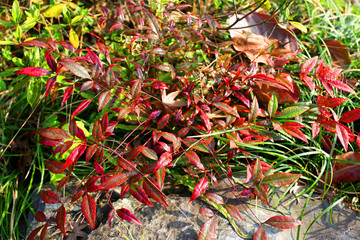 紅葉