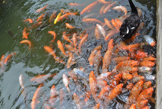 鴻運魚