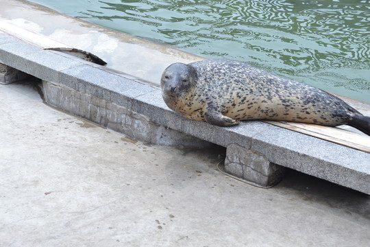 海豹