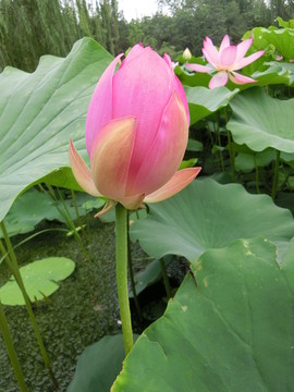 荷花 花蕾