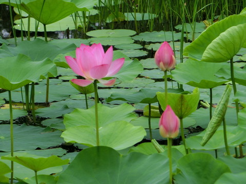 荷花 花蕾