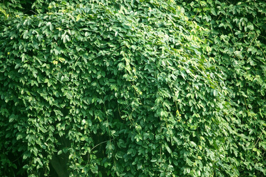 植物墻 綠植 綠色 葉子 紋理