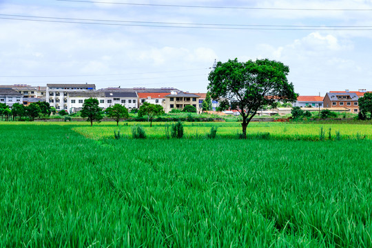 水稻田中綠樹(shù)