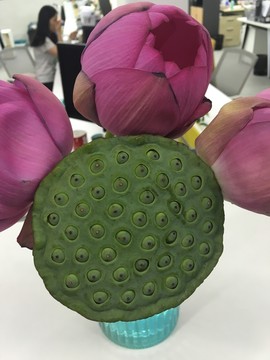 荷花 蓮子