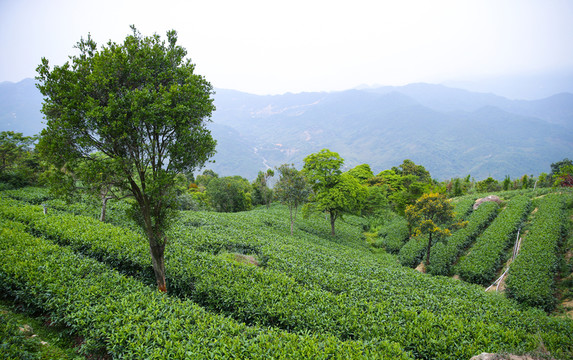 茶場(chǎng) 茶園