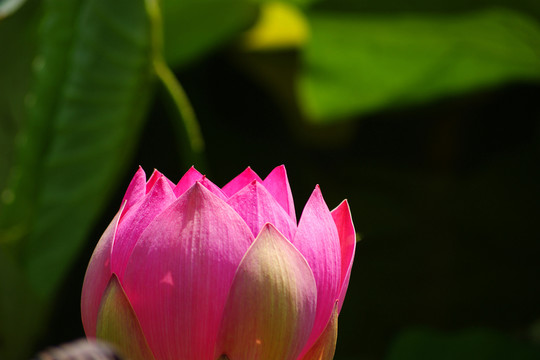 荷花