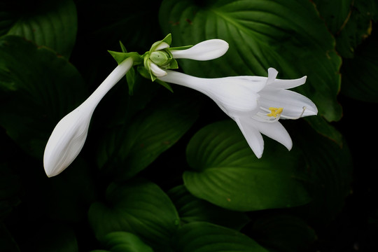 白玉簪 花卉