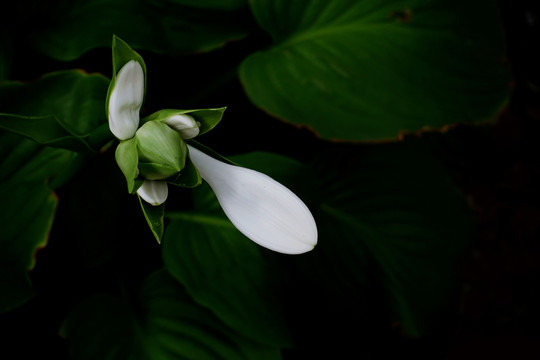 白玉簪 花卉