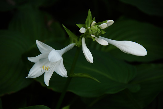 白玉簪 花卉