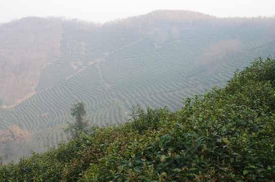 茶園