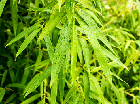 竹葉雨水