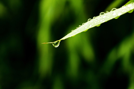 水珠 竹葉雨水