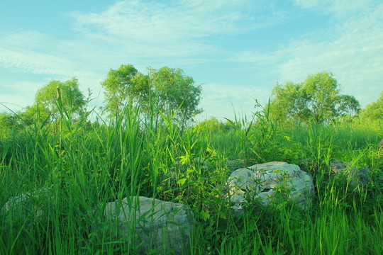 濕地公園