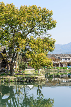 綠樹水塘和民居
