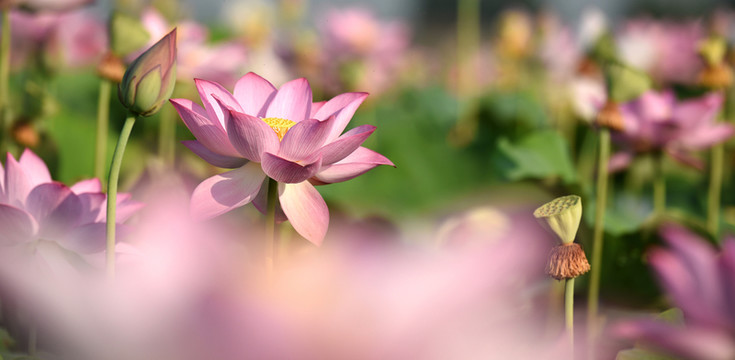 荷花