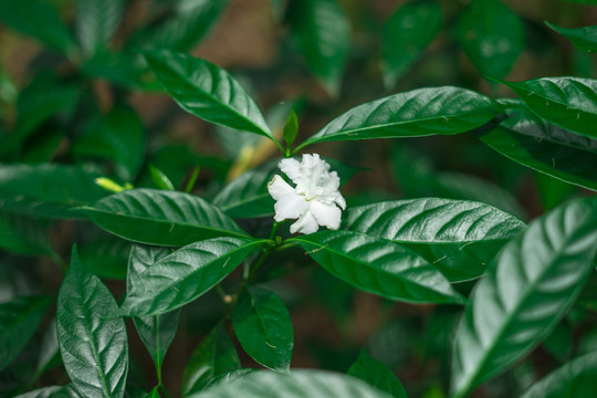 狗牙花