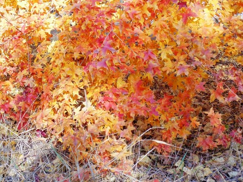 紅楓葉背景