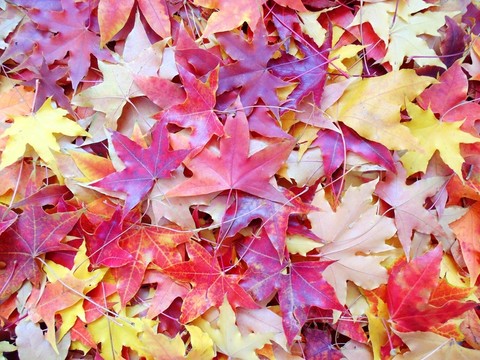 楓葉墻布 紅葉壁紙