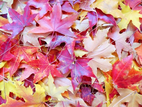 紅葉壁紙 楓葉墻紙
