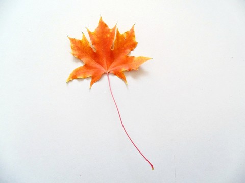 紅葉特寫 紅葉素材