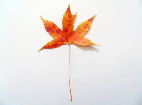 紅葉紋理 紅葉素材
