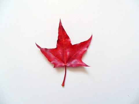 一片楓葉 一片紅葉