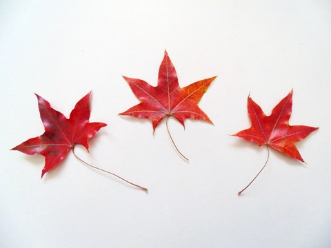 近拍楓葉 紅葉特寫