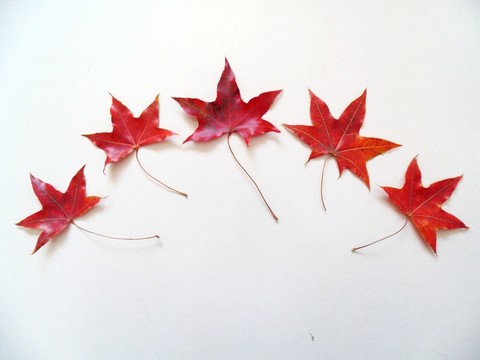 紅色楓葉特寫 五片楓葉