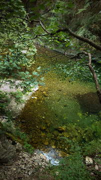 秦嶺 溪水 植被 綠水